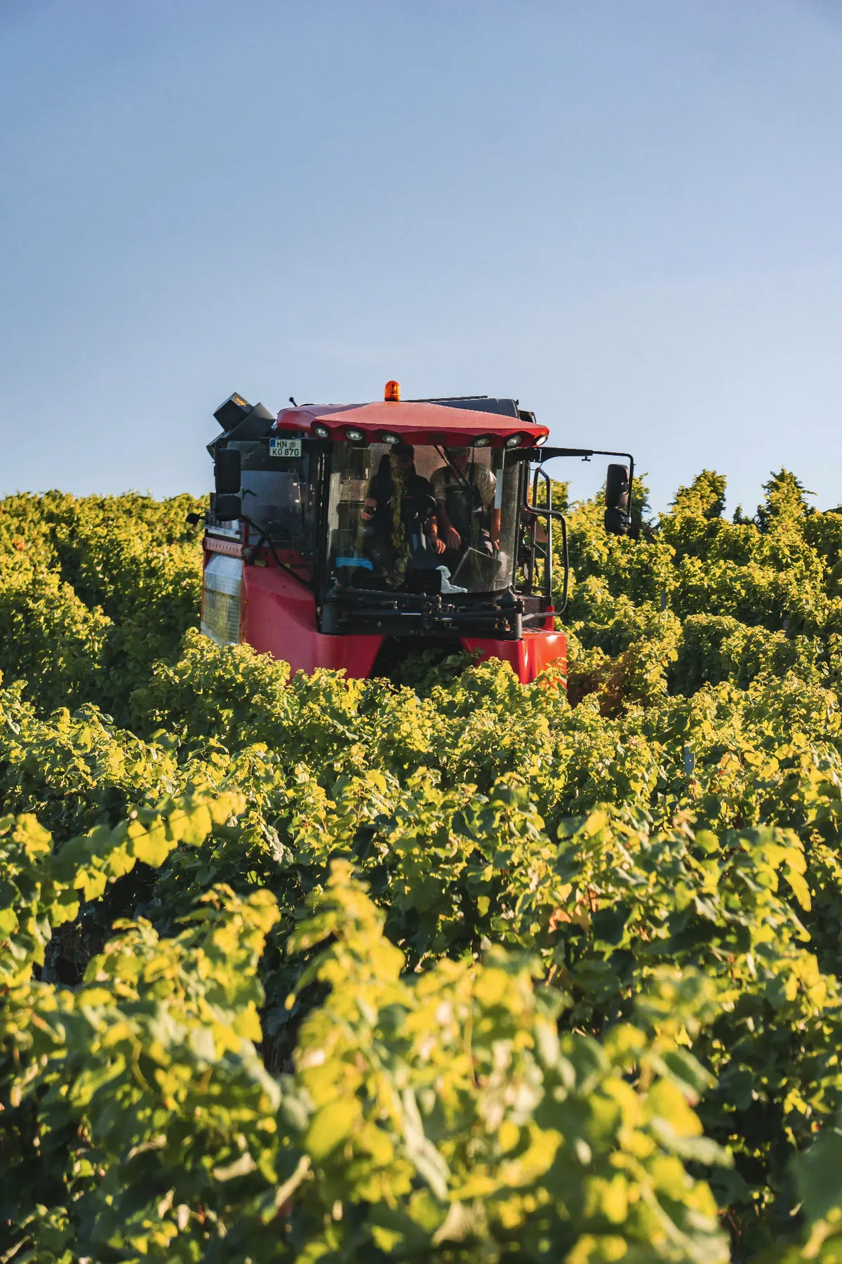 Traubenvollernter im Weinberg